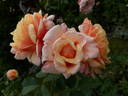 Caramella rose photo