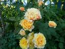 Caramella rose photo