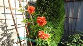 Above All rose photo