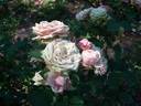 Джим rose photo