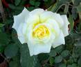 Louisiana rose photo