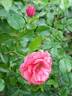 Kadril rose photo