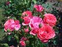 Kadril rose photo