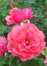 Kadril rose photo
