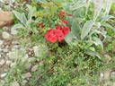 Global Cover rose photo