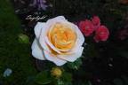 Daylight rose photo