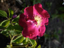 André Krigar rose photo