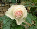 Sheer Bliss rose photo