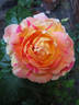 Radio rose photo