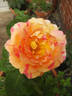 Radio rose photo