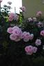 High Hopes rose photo