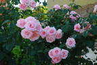 High Hopes rose photo