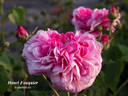 Henri Fouquier rose photo