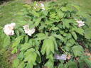 Carnea Plena peony photo