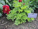 Illini Belle peony photo