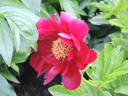 Illini Belle peony photo