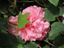 Fragrans Maxima Plena peony photo