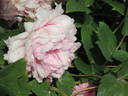 Fragrans Maxima Plena peony photo