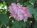 Fragrans Maxima Plena peony photo