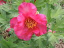 Icarus peony photo