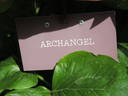 Archangel peony photo