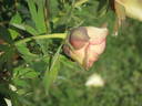 Amber Moon peony photo