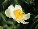 Claire de Lune peony photo