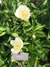 Camelia peony photo