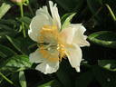 Camelia peony photo