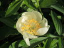 Camelia peony photo
