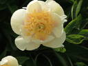 Camelia peony photo