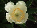 Camelia peony photo