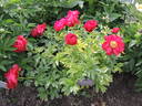 Alexander Woollcott peony photo