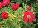 Alexander Woollcott peony photo