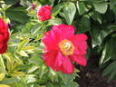 Alexander Woollcott peony photo