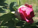 Icarus peony photo