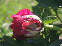 Icarus peony photo