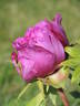 Damask peony photo