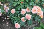 Fragrant Apricot ™ rose photo
