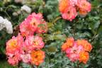 Bonanza ® rose photo