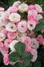 Cotorrita Real rose photo