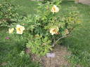 Amber Moon peony photo