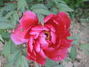 Hodai peony photo