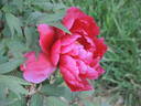Hodai peony photo