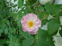 Lenore rose photo