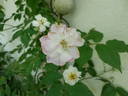 Lenore rose photo