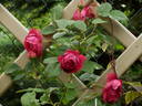 Leopold Ritter rose photo