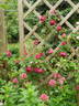 Leopold Ritter rose photo