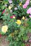 Hotel California rose photo