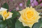 Hotel California rose photo